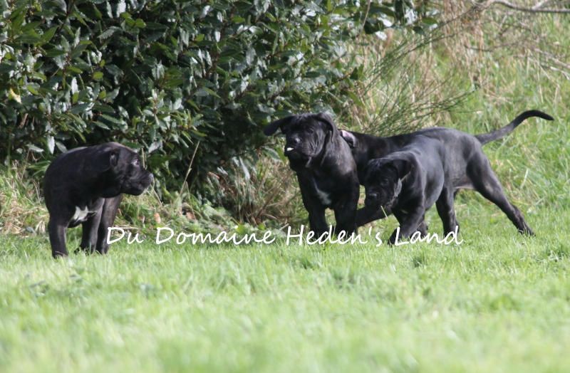 chiot Cane Corso Du Domaine Heden's Land